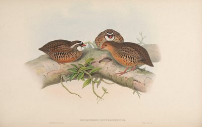 Microperdix erythrorhyncha = Perdicula erythrorhyncha - John Gould